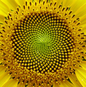The Power of the Pattern --Sunflower