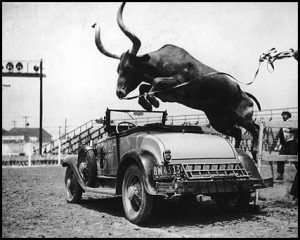 bull-jumping-over-car