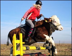 cow-jumping-hurdle-pic