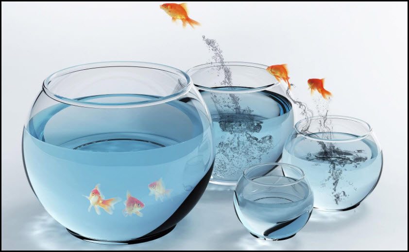 fish-jumping-out-of-bowl-leadership-pic.jpg (842×520)